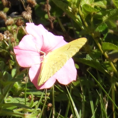 Cloudless Sulphur