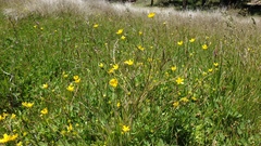 Ranunculus occidentalis occidentalis
