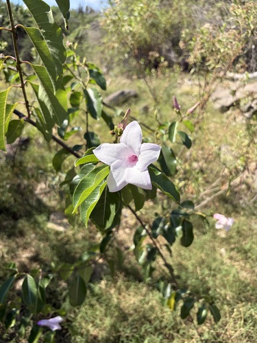 Cryptostegia grandiflora observed 2026-10-25