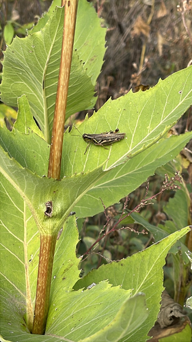 Red-legged Grasshopper