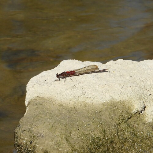American Rubyspot