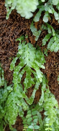 Polyphlebium venosum observed 2026-10-26
