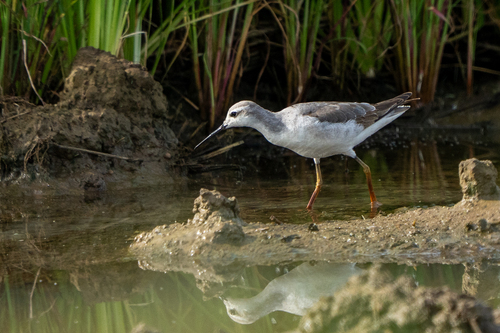 Wilson's Phalarope