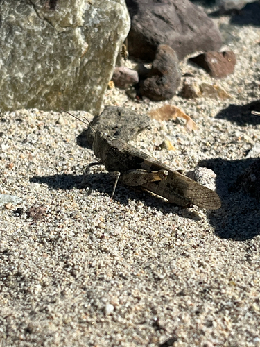 Pallid-winged Grasshopper