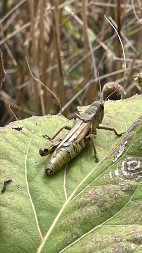 Differential Grasshopper