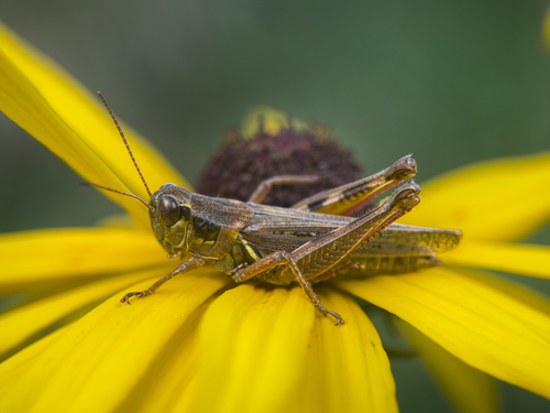 Red-legged Grasshopper