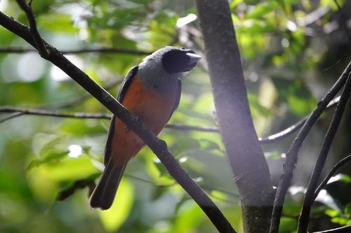 Monarcha melanopsis, 2026-10-26