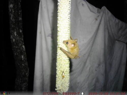 Syconycteris australis observed 2026-10-26