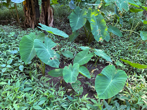 Colocasia esculenta observed 2026-10-25