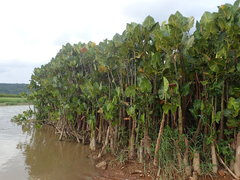Montrichardia linifera