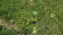 Ranunculus occidentalis occidentalis