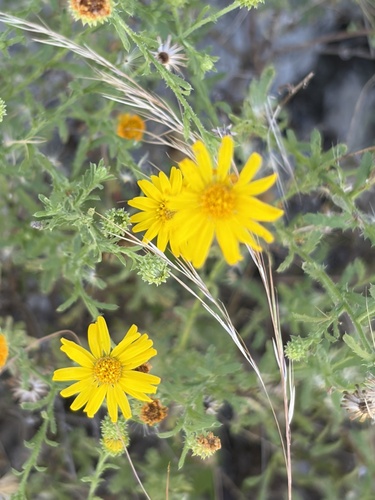 Sideranthus scabrellus