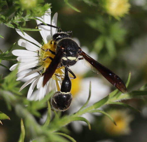 Fraternal Potter Wasp