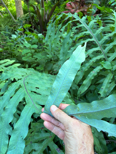 Phlebodium aureum observed 2026-10-25