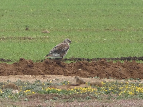 Ferruginous Hawk