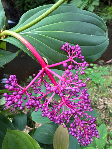 Medinilla observed 2026-10-24