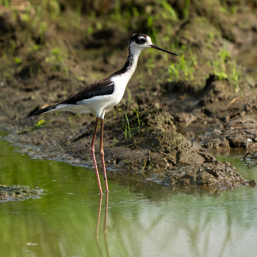 Himantopus mexicanus