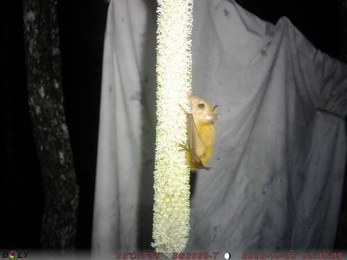 Syconycteris australis observed 2026-10-26