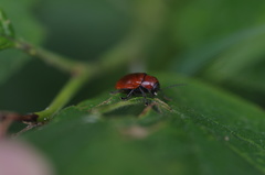 Cryptocephalus coryli