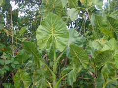 Montrichardia linifera