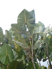 Montrichardia linifera
