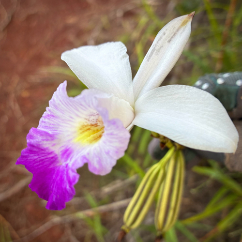 Arundina graminifolia observed 2026-10-25
