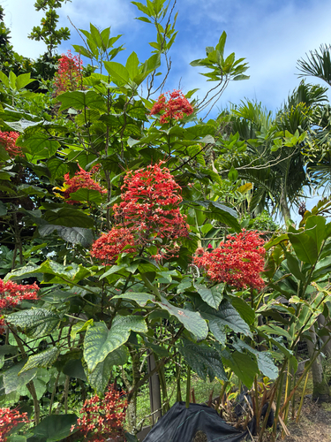 Clerodendrum observed 2026-10-24