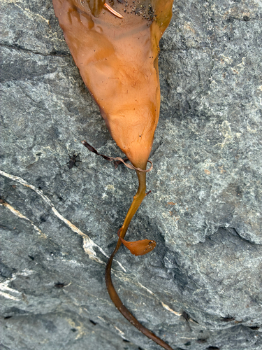 Pterygophora californica observed 2026-10-25