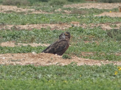 Ferruginous Hawk