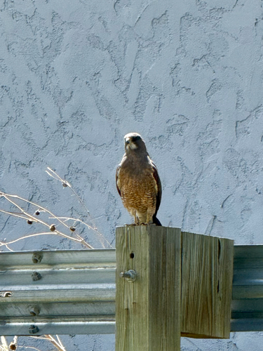 Swainson's Hawk