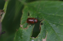 Cryptocephalus coryli