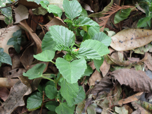 Malvastrum coromandelianum observed 2026-10-24