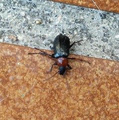 Heliotaurus ruficollis