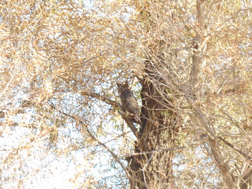 Great Horned Owl