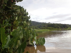 Montrichardia linifera