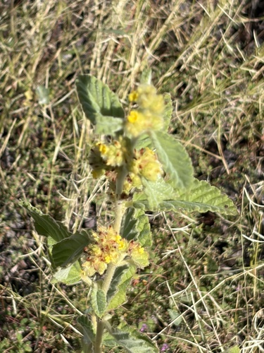 Waltheria indica observed 2026-10-25