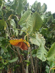 Montrichardia linifera