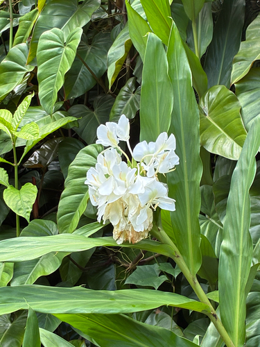 Hedychium coronarium observed 2026-10-24