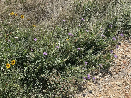 Dakota Mock Vervain