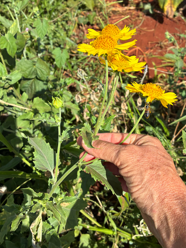 Verbesina encelioides observed 2026-10-25