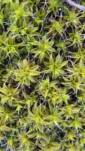 Star Moss