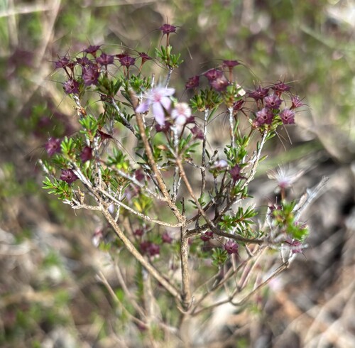 Calytrix, 2026-10-26