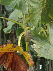 Montrichardia linifera