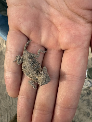 Phrynosoma cornutum, 2026-10-25