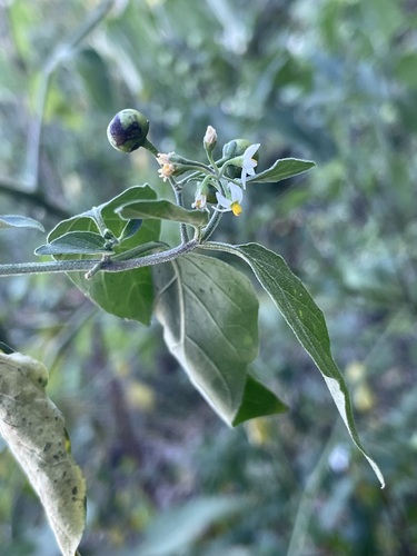 Solanum americanum observed 2026-10-23