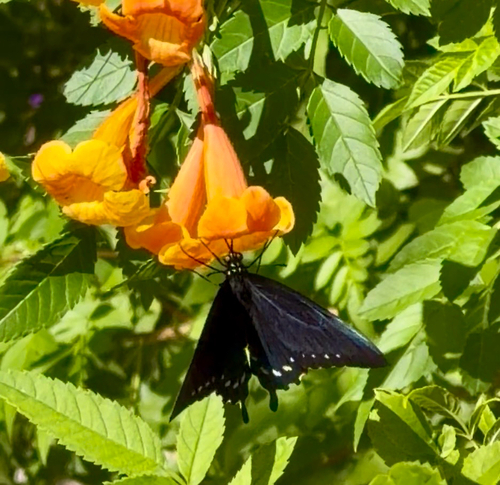 Pipevine Swallowtail