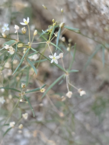 Pharnaceum observed 2026-10-24