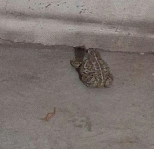 Great Plains Toad