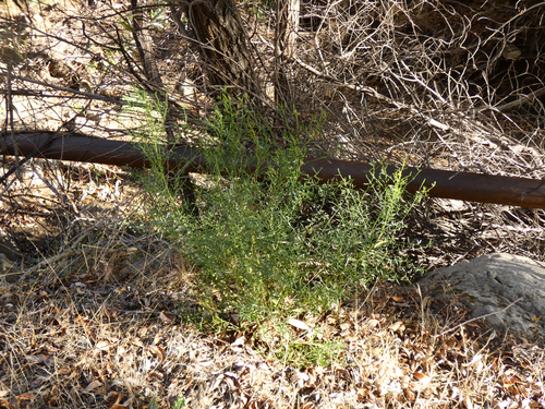 willow baccharis