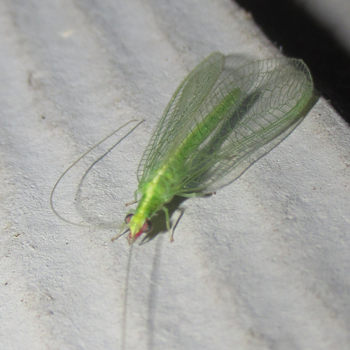 Chrysoperla rufilabris